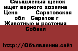 Смышленый щенок ищет верного хозяина › Цена ­ 100 - Саратовская обл., Саратов г. Животные и растения » Собаки   